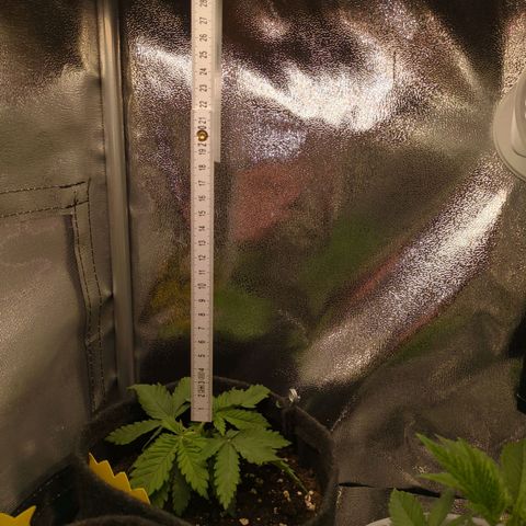 Strawberry Kush growlog timeline photo