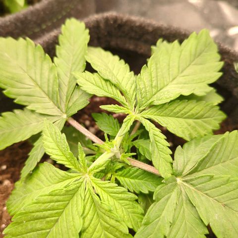 Strawberry Kush growlog timeline photo