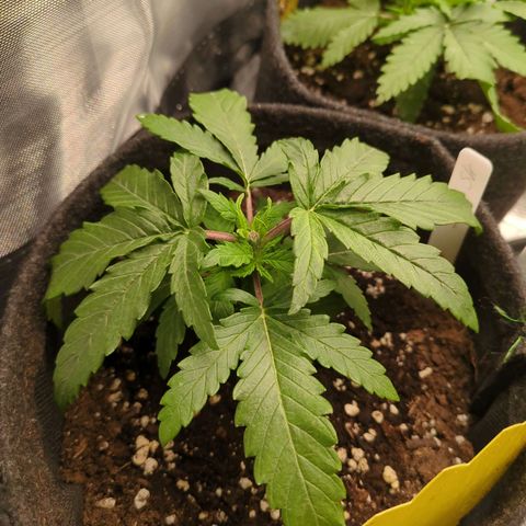 Strawberry Kush growlog timeline photo