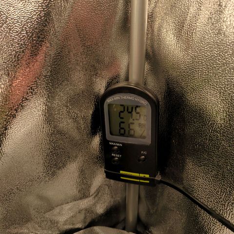 Strawberry Kush growlog timeline photo