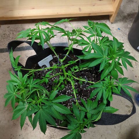 The Bird growlog timeline photo