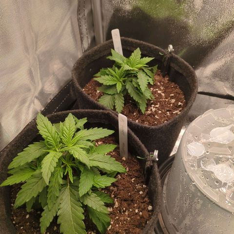 Strawberry Kush growlog timeline photo