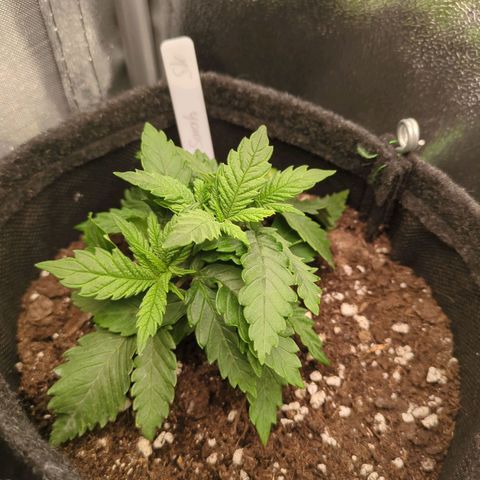 Strawberry Kush growlog timeline photo