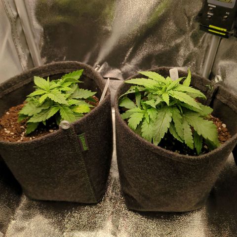 Strawberry Kush growlog timeline photo
