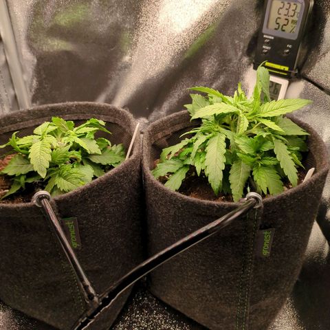 Strawberry Kush growlog timeline photo