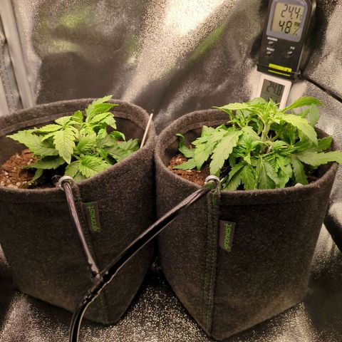 Strawberry Kush growlog timeline photo