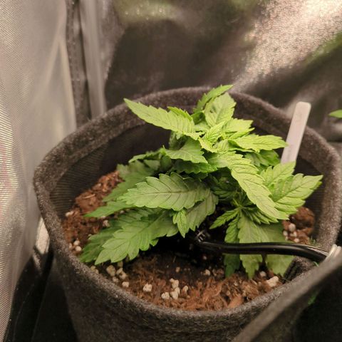 Strawberry Kush growlog timeline photo