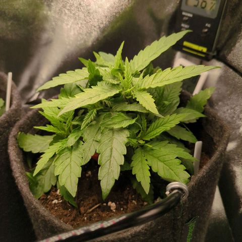 Strawberry Kush growlog timeline photo