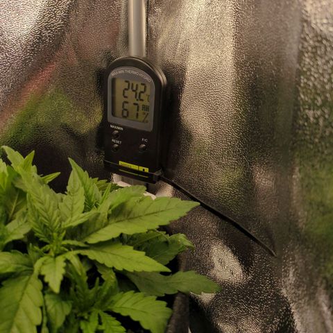 Strawberry Kush growlog timeline photo