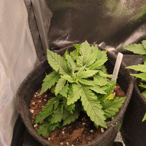 Strawberry Kush growlog timeline photo