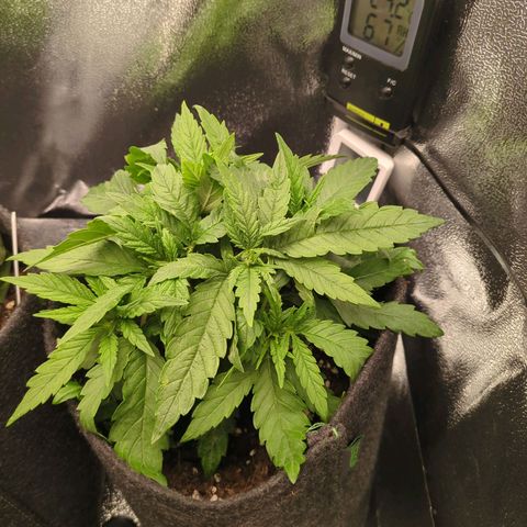 Strawberry Kush growlog timeline photo