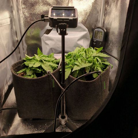 Strawberry Kush growlog timeline photo