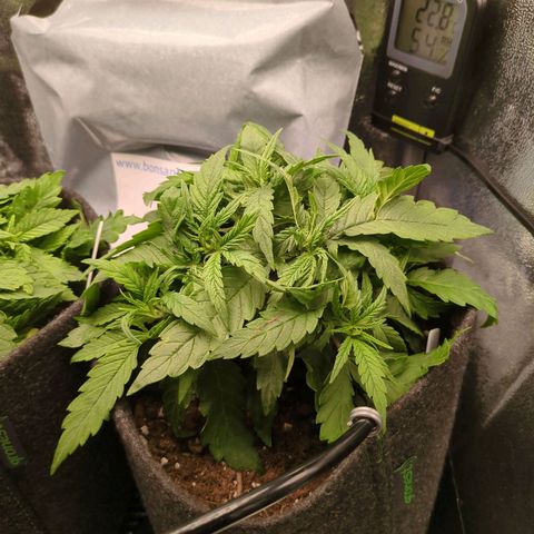 Strawberry Kush growlog timeline photo
