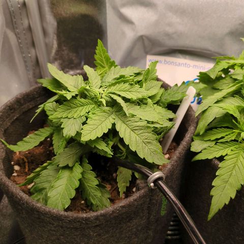 Strawberry Kush growlog timeline photo