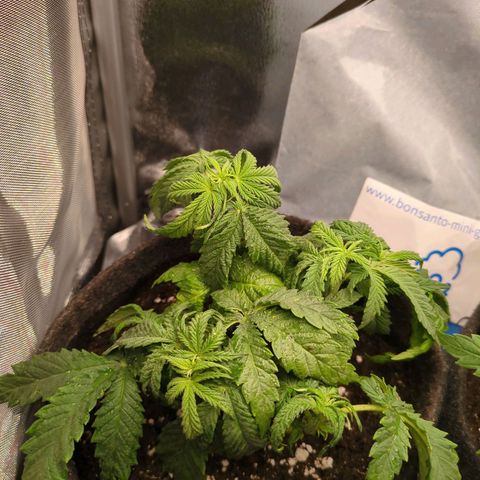 Strawberry Kush growlog timeline photo