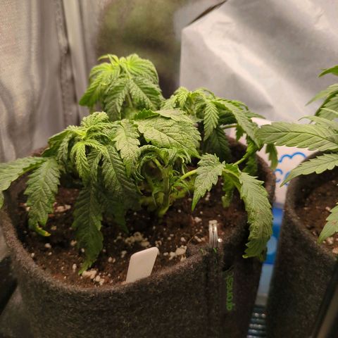 Strawberry Kush growlog timeline photo