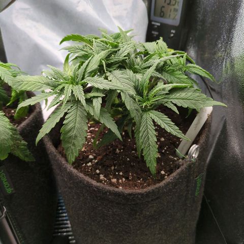 Strawberry Kush growlog timeline photo