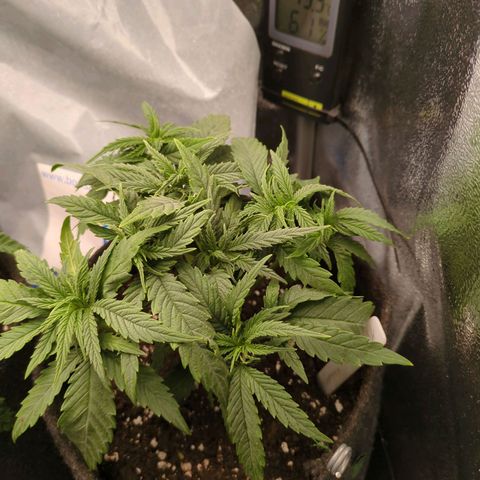 Strawberry Kush growlog timeline photo