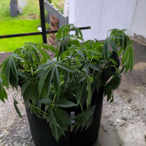 The Bird growlog timeline photo