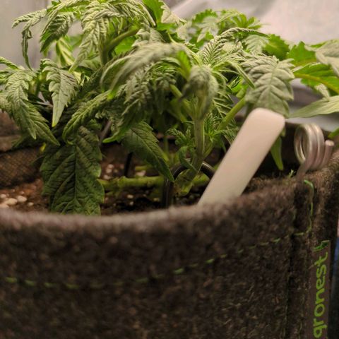 Strawberry Kush growlog timeline photo