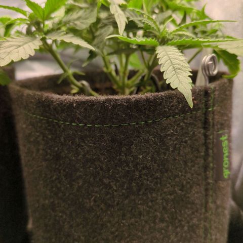 Strawberry Kush growlog timeline photo