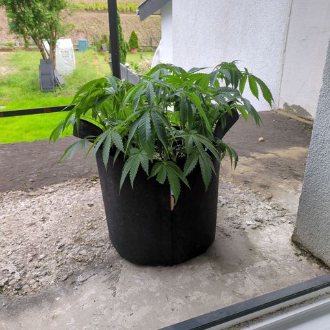 The Bird growlog timeline photo