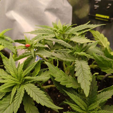 Strawberry Kush growlog timeline photo