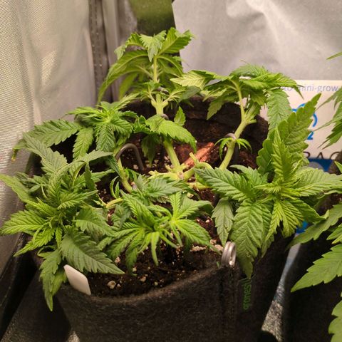 Strawberry Kush growlog timeline photo