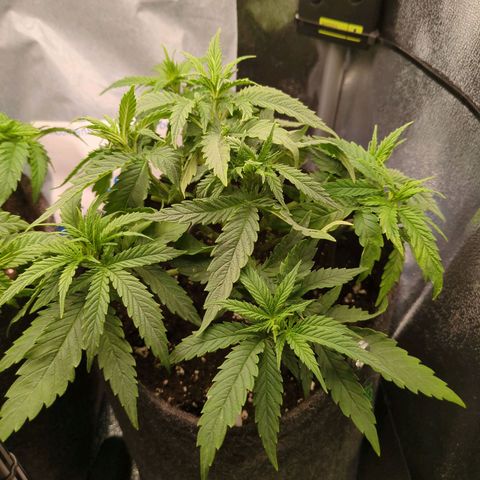 Strawberry Kush growlog timeline photo