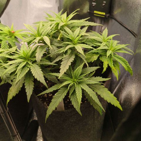 Strawberry Kush growlog timeline photo