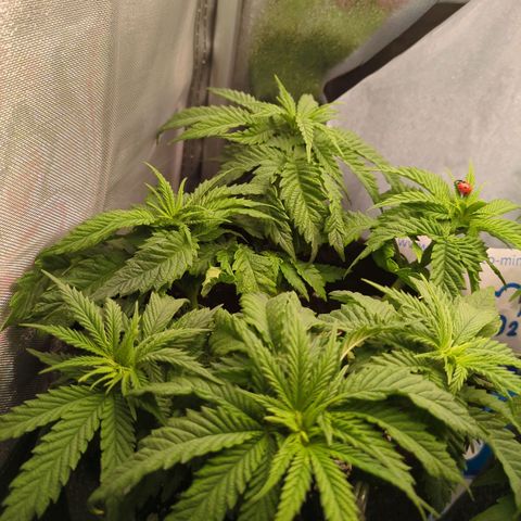 Strawberry Kush growlog timeline photo