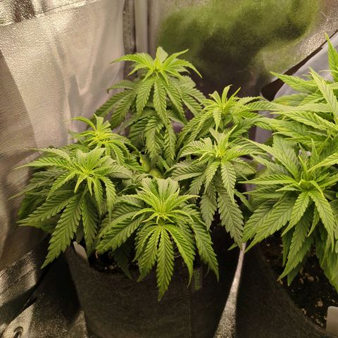Strawberry Kush growlog timeline photo