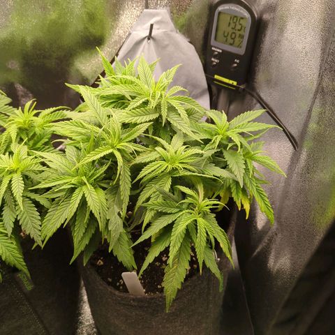 Strawberry Kush growlog timeline photo