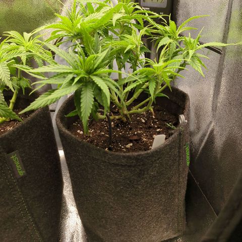 Strawberry Kush growlog timeline photo