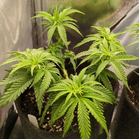 Strawberry Kush growlog timeline photo
