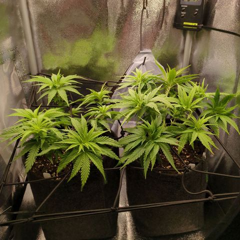 Strawberry Kush growlog timeline photo