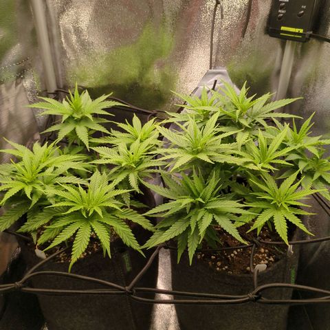 Strawberry Kush growlog timeline photo