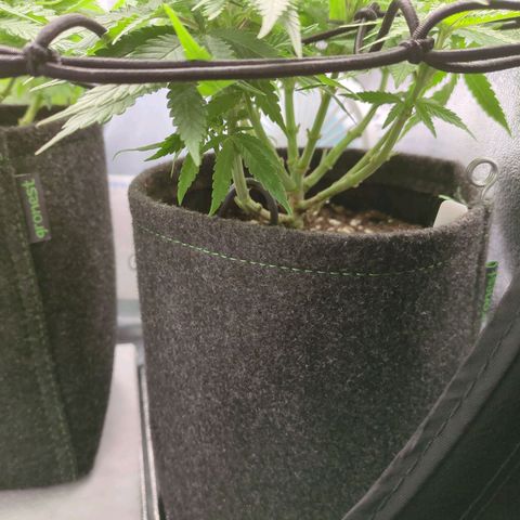 Strawberry Kush growlog timeline photo