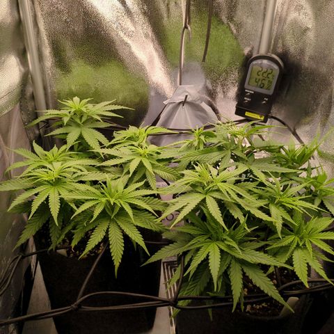 Strawberry Kush growlog timeline photo