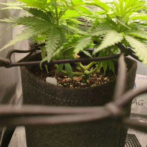 Strawberry Kush growlog timeline photo