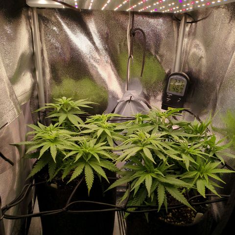 Strawberry Kush growlog timeline photo