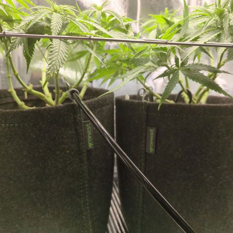 Strawberry Kush growlog timeline photo