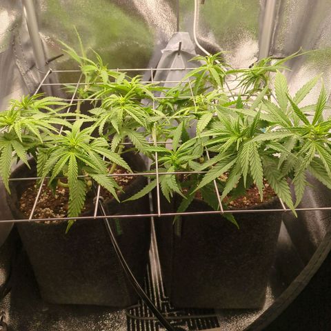 Strawberry Kush growlog timeline photo