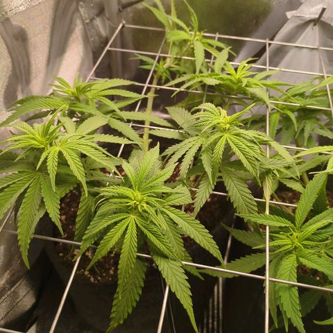 Strawberry Kush growlog timeline photo