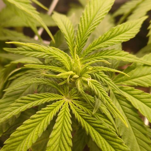 Strawberry Kush growlog timeline photo