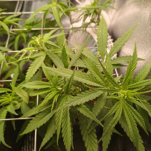 Strawberry Kush growlog timeline photo