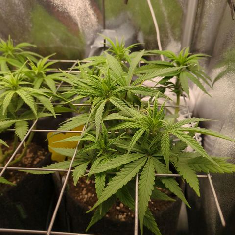 Strawberry Kush growlog timeline photo