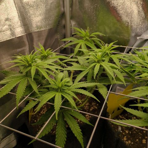 Strawberry Kush growlog timeline photo