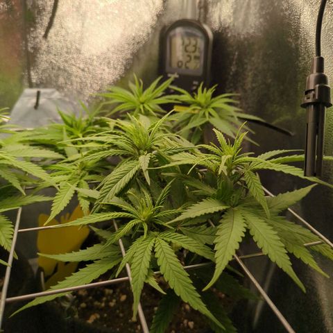 Strawberry Kush growlog timeline photo