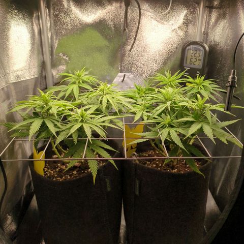 Strawberry Kush growlog timeline photo